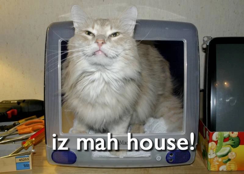 LOLCATS tweet media