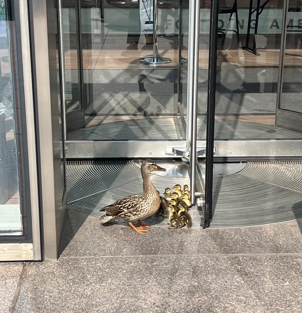 Spotted: Ducks attempting to sneak into the State Department building