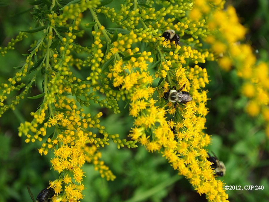 #InsectThursday 
'Bees on Goldenrod'