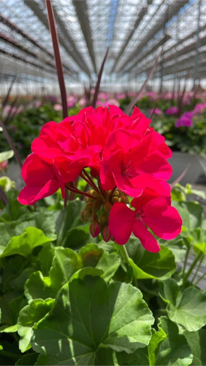 CK Greenhouses tweet media