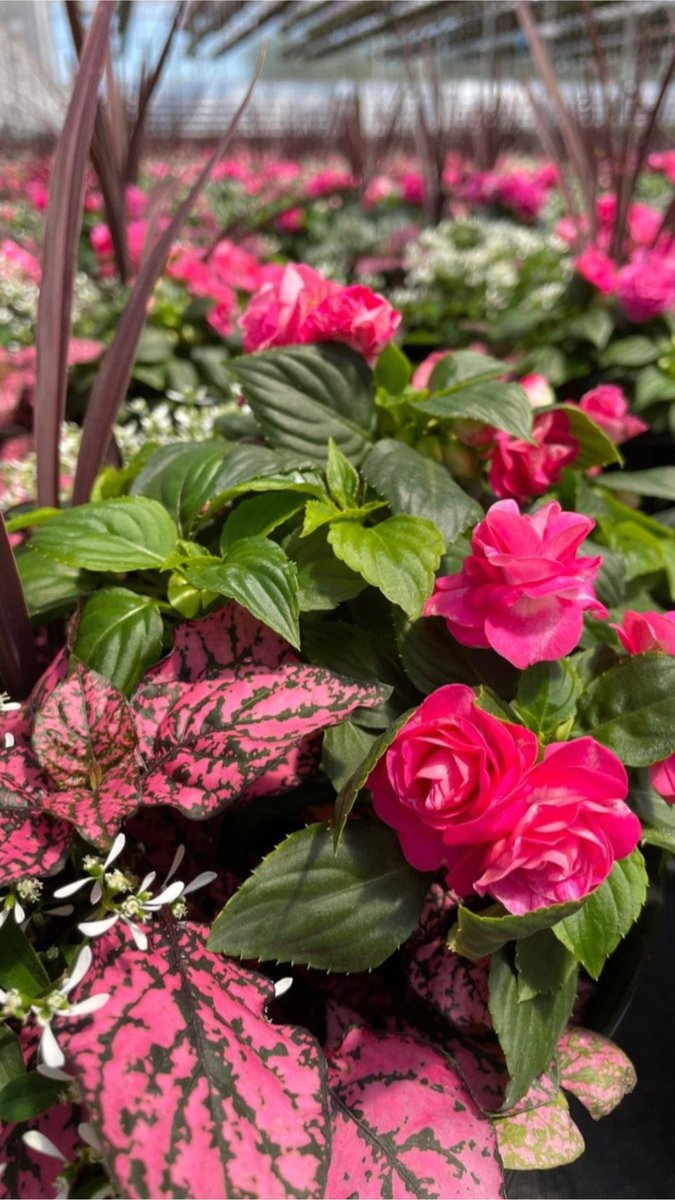 CK Greenhouses tweet media