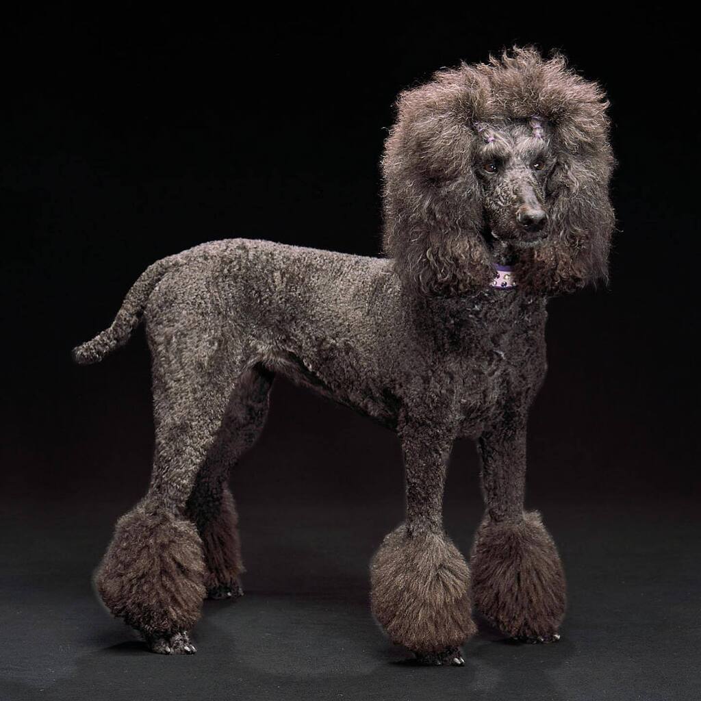 Happy birthday @sirenstails. You’re such a great model. instagr.am/p/CsHry75ss81/