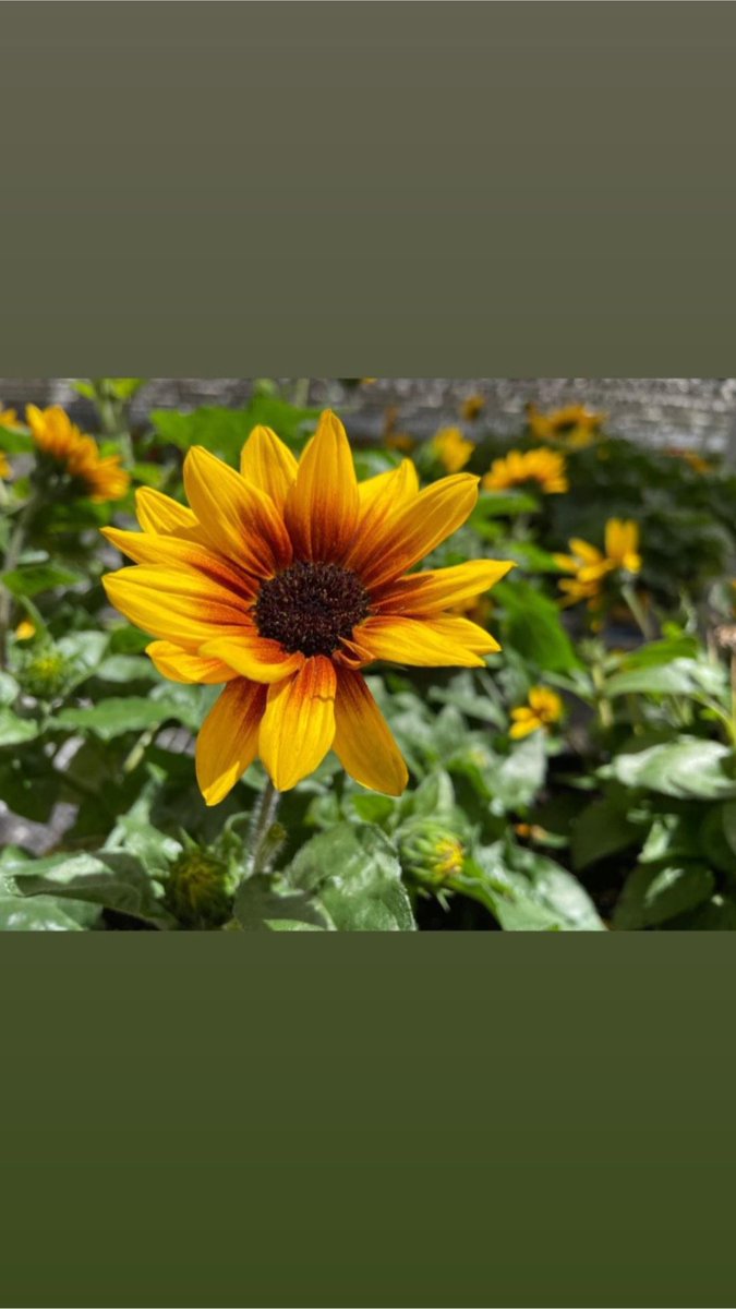 CK Greenhouses tweet media