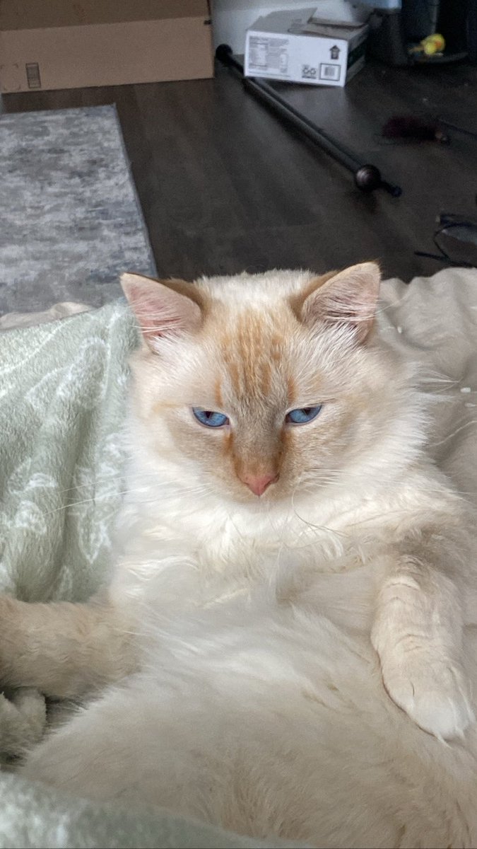Kat_Callttv's tweet photo. Beans says hello https://t.co/vjFODzcJG5