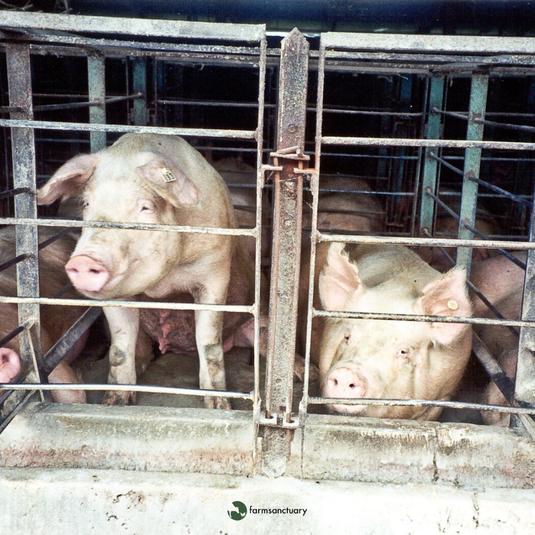 FarmSanctuary's tweet photo. Historic day for animals and CA voters: US Supreme Court upholds Prop 12! 

Enacted in 2018, Prop 12 protects pigs from gestation crates, bans veal crates and battery cages for hens, and prohibits the sale of products from these inhumane systems. https://t.co/MsBJhzBoTG