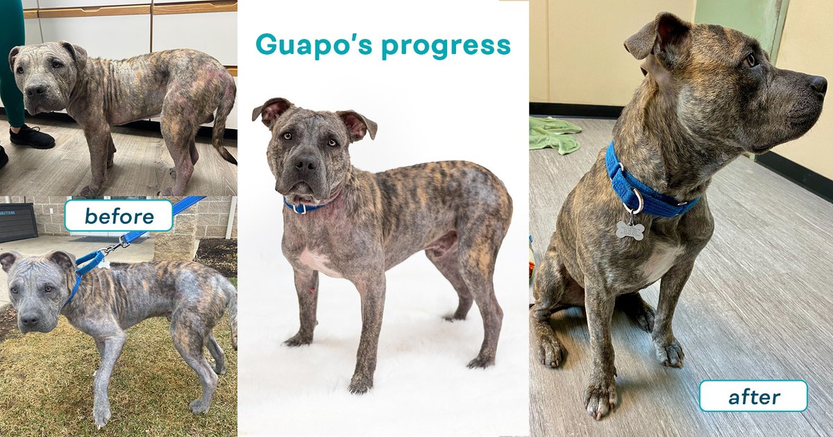 5 minutes of #CentreGives remain! Help us reach first place by donating now at centregives.org/organizations/…

Your donations help dogs like Guapo.