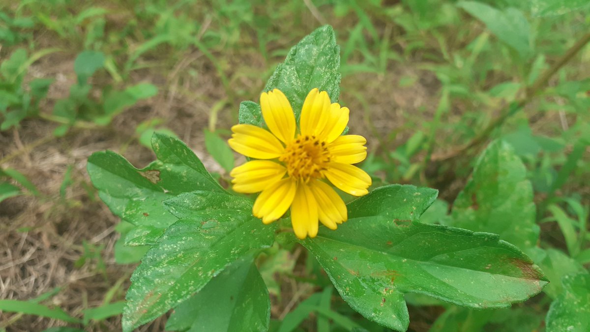 Most consider it a pesky weed, some are aware of it medicinal uses but its here for a reason and I must say that I truly appreciate the beauty of what it produces 💛
#Flowers #GardeningTwitter #homestead
