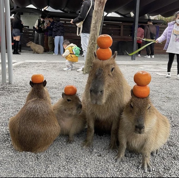 AMAZlNGNATURE's tweet photo. balance 🍊 https://t.co/SHPg0WYtbM