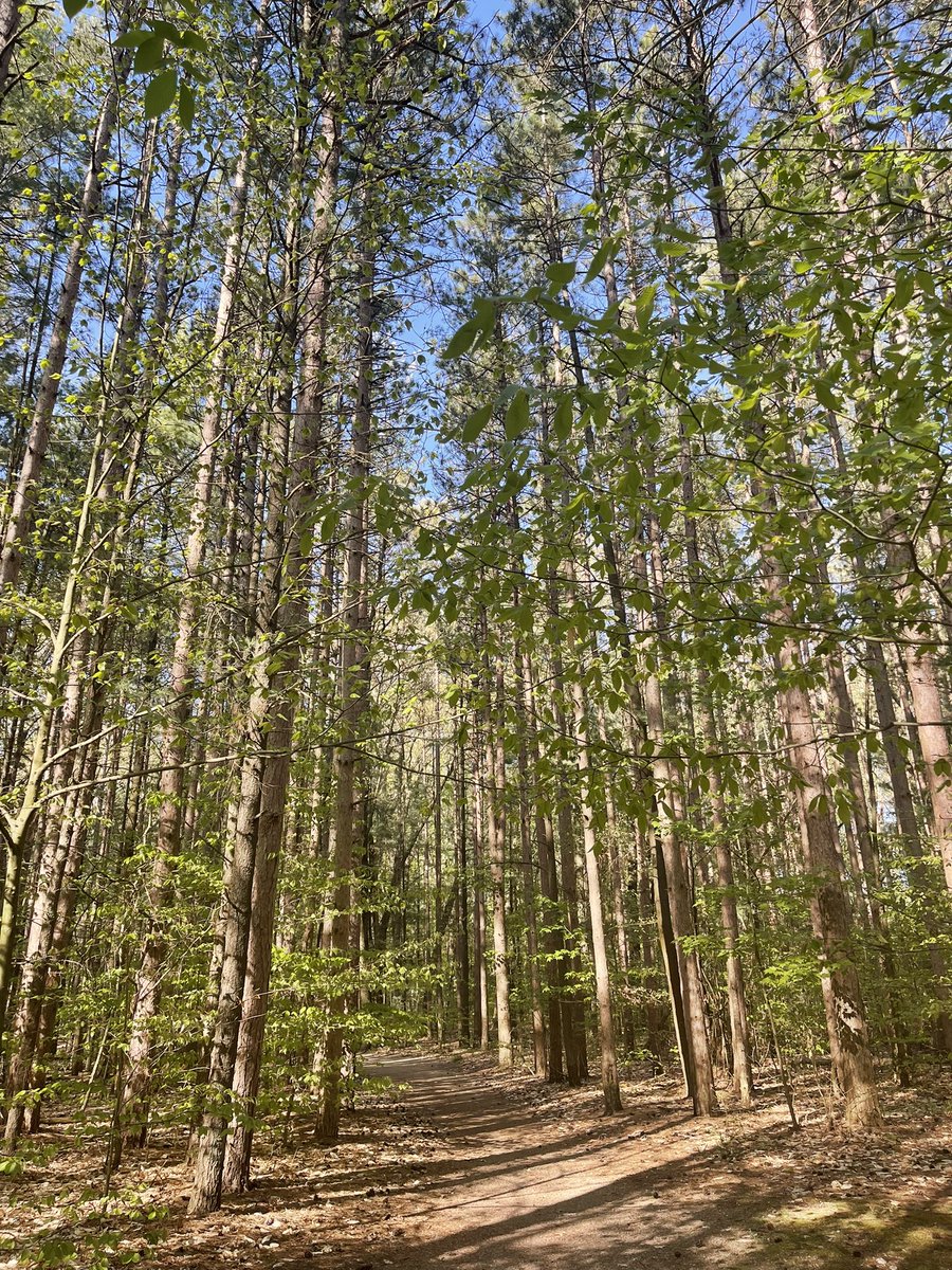 karrie_joy's tweet photo. W1/D4 - I tried to convince one of my kids to run with me todayโฆ..but I had a great solo run instead. ๐ My trails are more beautiful each day.โ๏ธ๐ณ๐๐ผโโ๏ธ #trailrunning #5KPR #iammymotivation #runningthoughts๐ #chooseyou https://t.co/qBQPnYFcpK