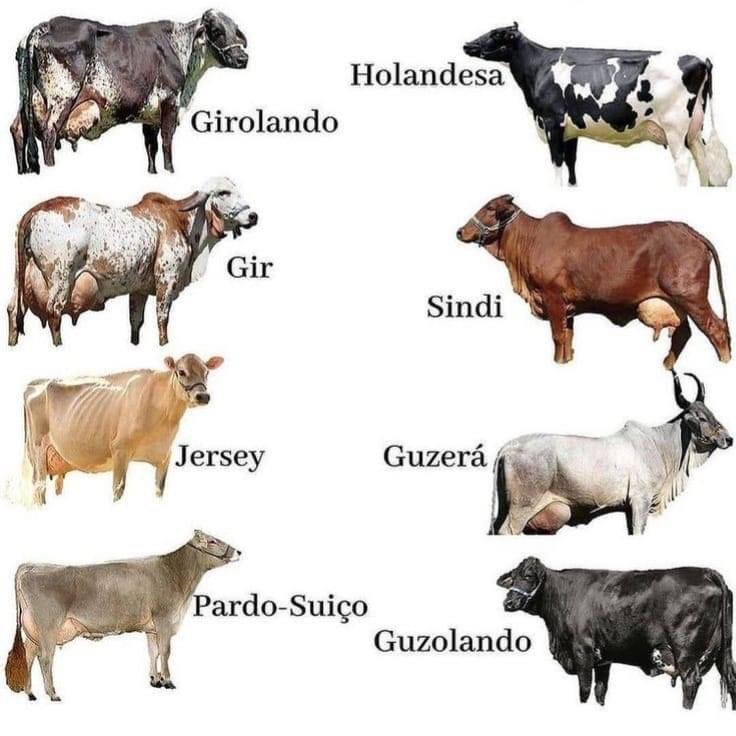 Ganaderos De Colombia (@ganaderosdecol) on Twitter photo 