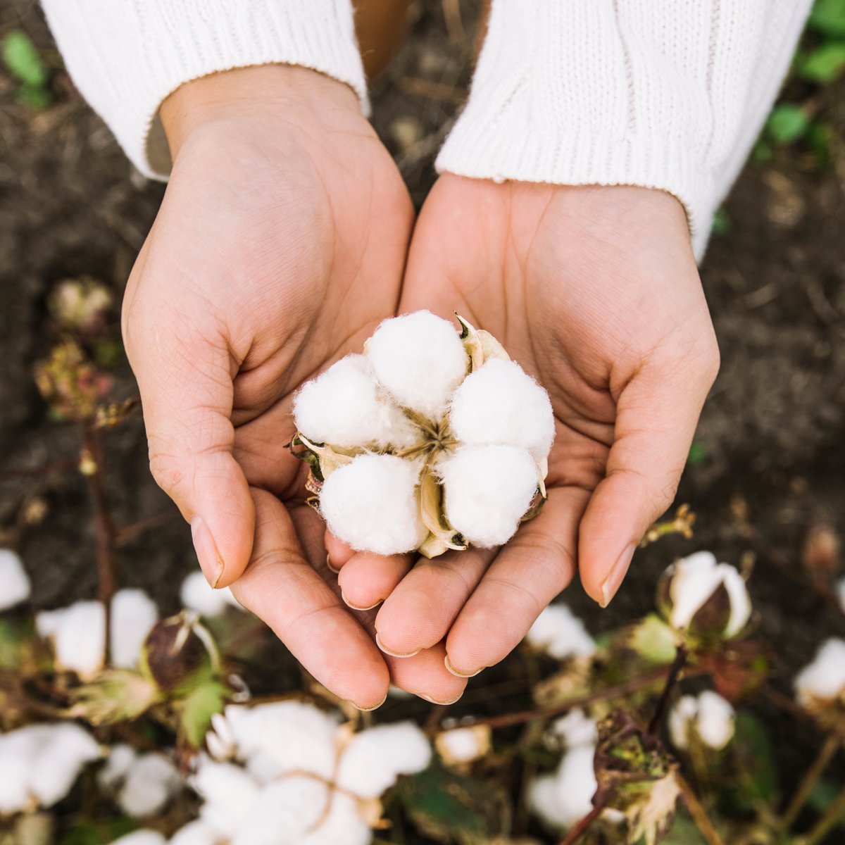 CRDC (@cottonresearch) on Twitter photo Today is the <a href="/UN/">United Nations</a> International Day of Plant Health.
#IDPH2023 recognises the global #cotton & #plant #research communities for their crucial work in protecting Australia's plant health & #biosecurity 🌱
@PlantHealthAust <a href="/PBRI_Australia/">Plant Biosecurity Research Initiative</a> #planthealthday #ausag #agchatoz #cotton23 Today is the <a href="/UN/">United Nations</a> International Day of Plant Health.
#IDPH2023 recognises the global #cotton & #plant #research communities for their crucial work in protecting Australia's plant health & #biosecurity 🌱
@PlantHealthAust <a href="/PBRI_Australia/">Plant Biosecurity Research Initiative</a> #planthealthday #ausag #agchatoz #cotton23