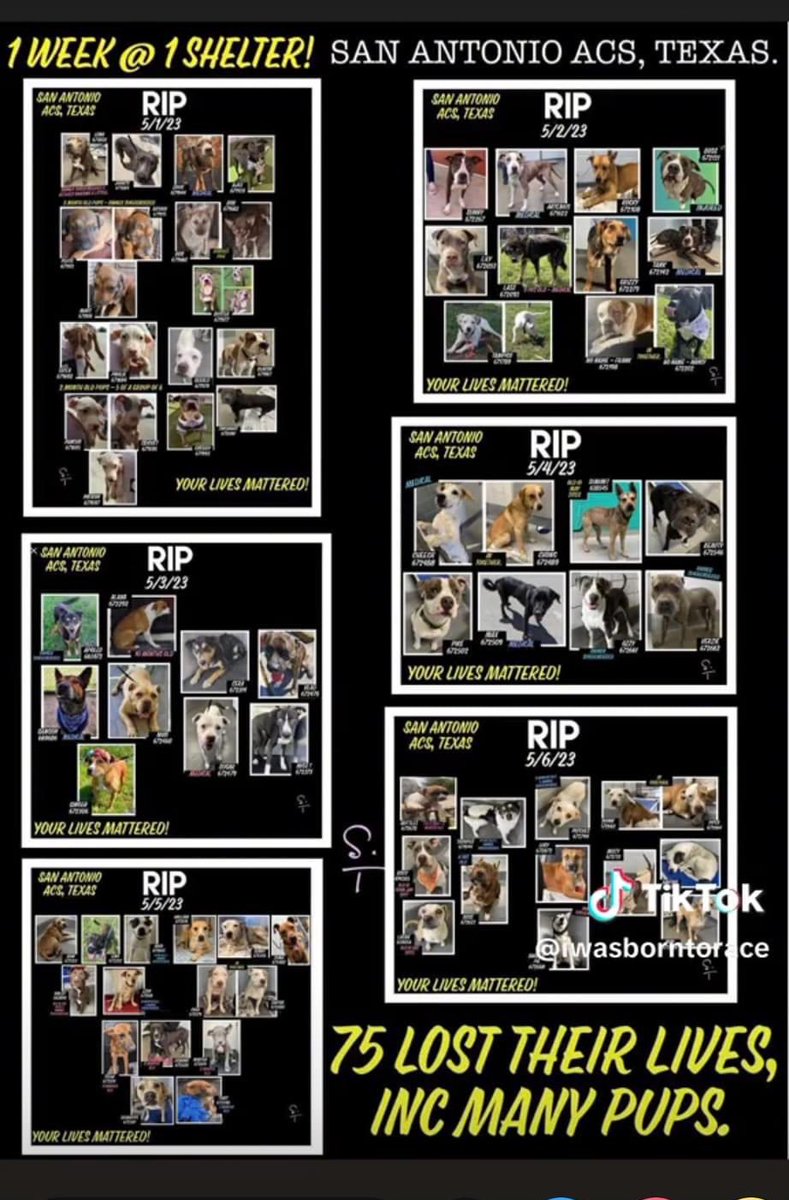#TEXAS #SanAntonioACS
75 DOGS, ALL KILLED IN ONE WEEK! #MassMurder 
@GregAbbott_TX @Ron_Nirenberg @WKCDOGS @CBSNewsTexas @Chewy @hallmarkchannel @ExpressNews @News4SA @ChrisEvans @acevonjohnson 
facebook.com/photo.php?fbid…