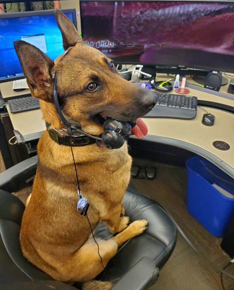 K9SgtEdwards's tweet photo. K9 Argos decided to hang out and help in Dispatch today.  He was a little hard to understand on the radio though... 🎤 🐕 https://t.co/PPBQQCpovz
