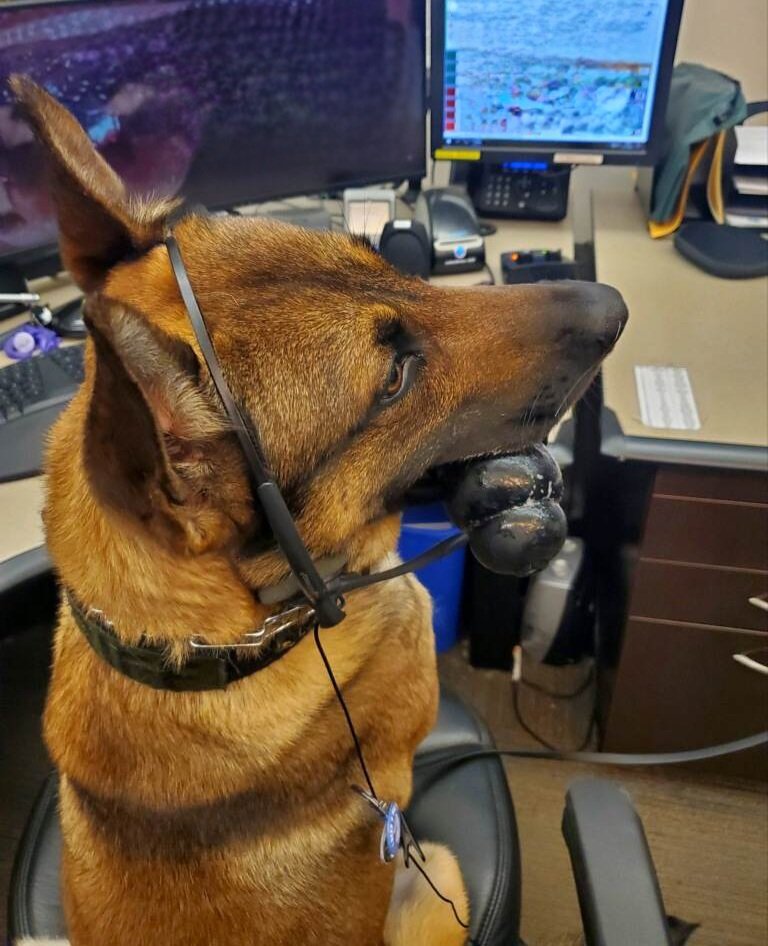 K9SgtEdwards's tweet photo. K9 Argos decided to hang out and help in Dispatch today.  He was a little hard to understand on the radio though... 🎤 🐕 https://t.co/PPBQQCpovz