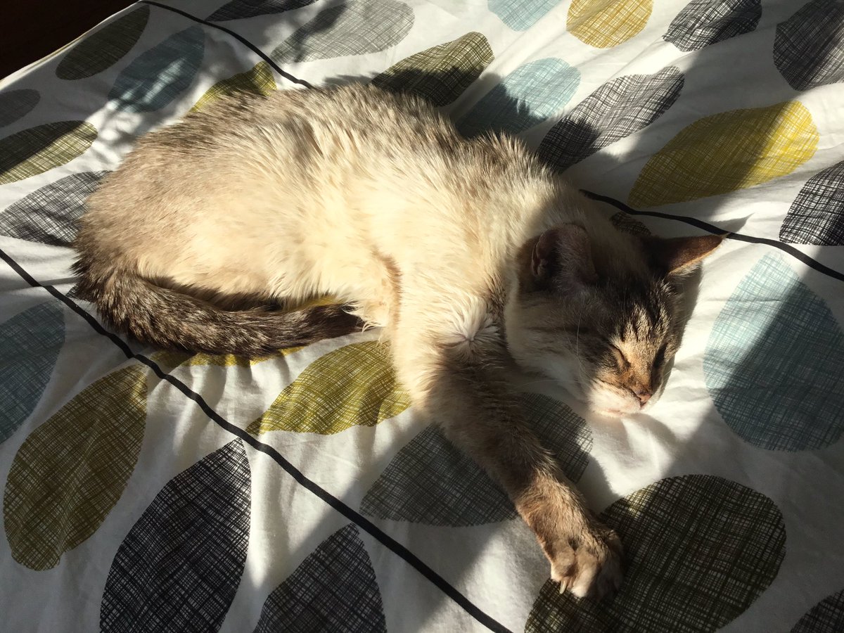 Destruct tweet media