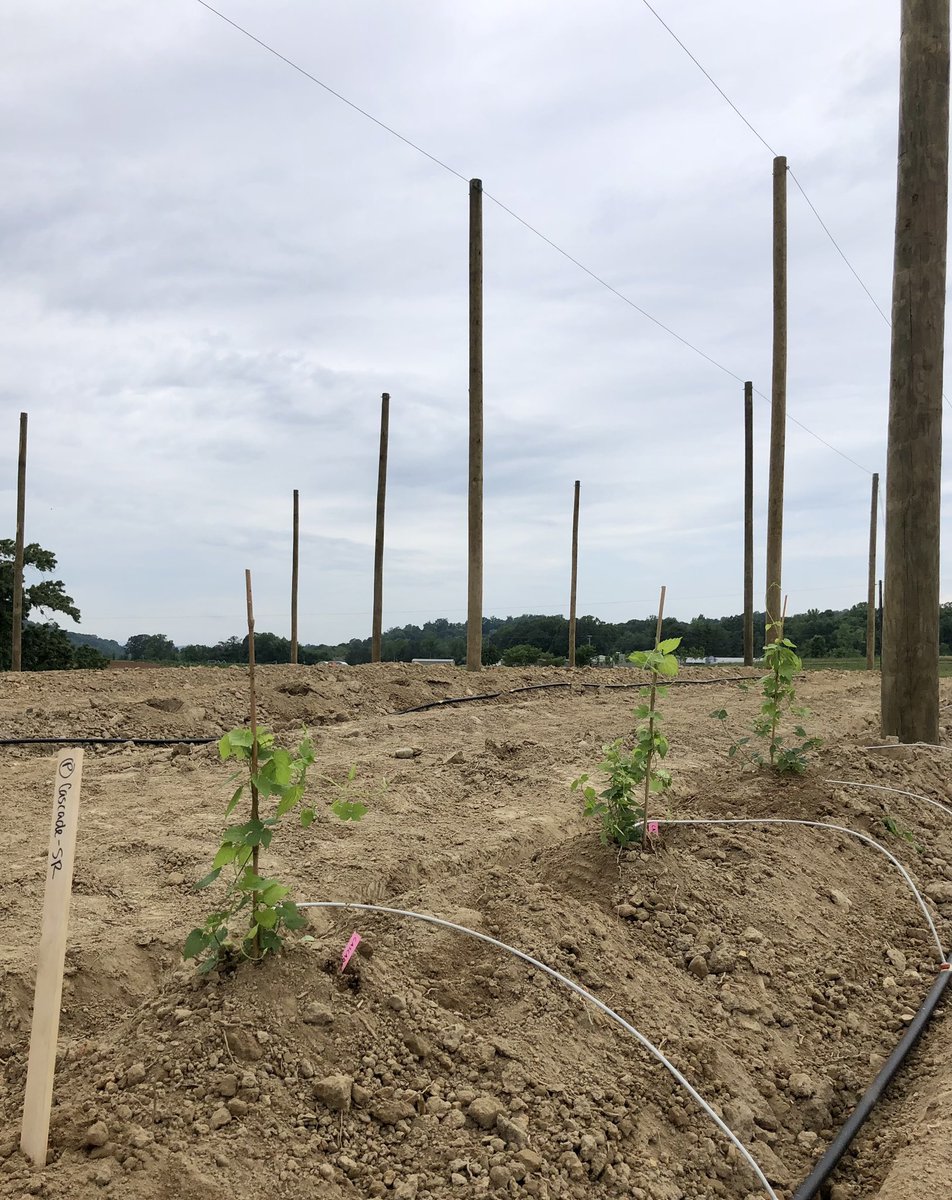 Zachariah Hansen (@plantdiseaseguy) on Twitter photo Hops are in the ground!!!
Great group of people to share this milestone with. Can’t wait to see what the future holds! <a href="/UTAgronomy/">Mitchell Richmond</a> <a href="/alyamanita/">Alyssa Counce</a> <a href="/Akaplantpath/">Kate Turner</a> <a href="/epp_tn/">UT Entomology & Plant Pathology</a> <a href="/UTPlantSciences/">UT Plant Sciences</a> Hops are in the ground!!!
Great group of people to share this milestone with. Can’t wait to see what the future holds! <a href="/UTAgronomy/">Mitchell Richmond</a> <a href="/alyamanita/">Alyssa Counce</a> <a href="/Akaplantpath/">Kate Turner</a> <a href="/epp_tn/">UT Entomology & Plant Pathology</a> <a href="/UTPlantSciences/">UT Plant Sciences</a>