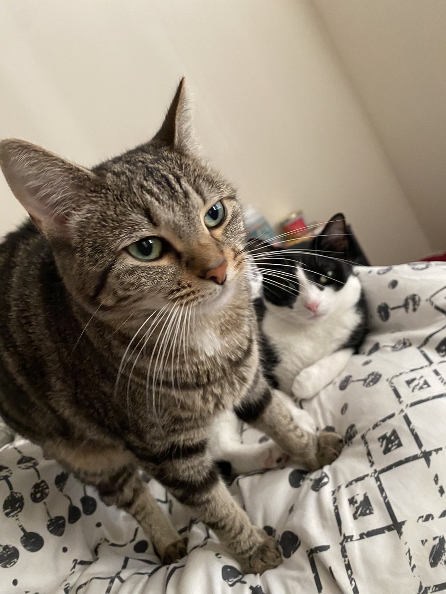 ThimbleBeats's tweet photo. @mrfishtopher FISHTOPHER!!! Meet GOOSE and BOOKSTER!!!! 🖤 https://t.co/hZFJWS0RdF