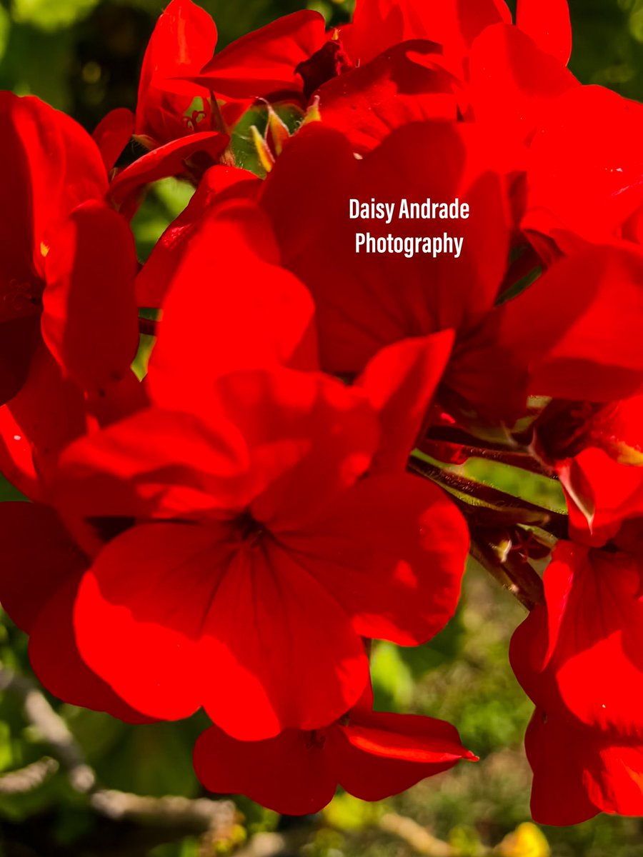 ❤️🌺📷🍃#daisyandradephotography #aroundtheworld #worldphotography #California #photographer #viral #trending #naturephotography #newsphotographer #mothernature #worldwide #abc7eyewitness #abc7community #landscapephotography #photography #redflowers #flowers