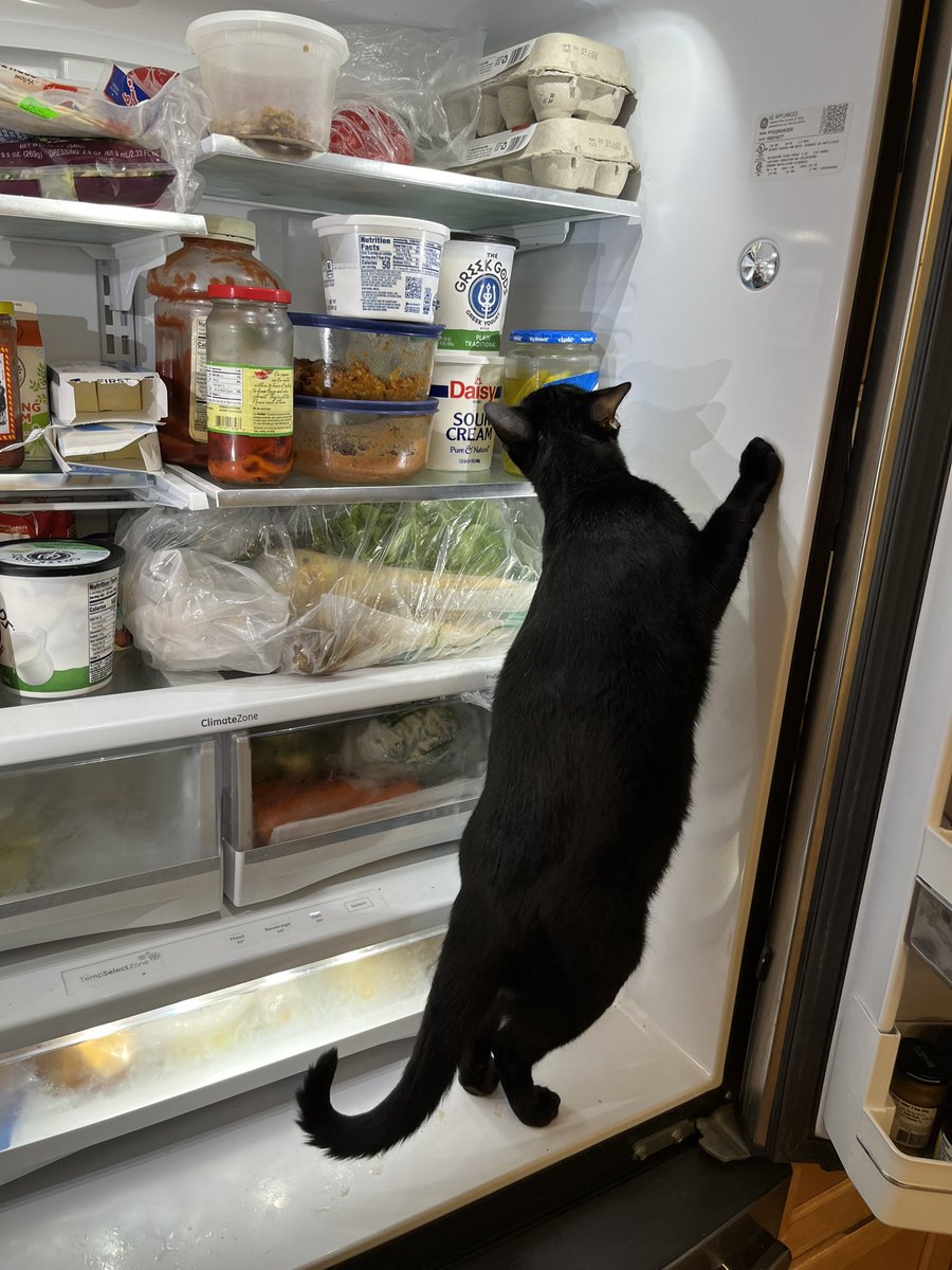 cats_willow's tweet photo. I have breached the human food box! This is by far the most interesting thing I’ve explored in a long time. https://t.co/QwFPj66miu