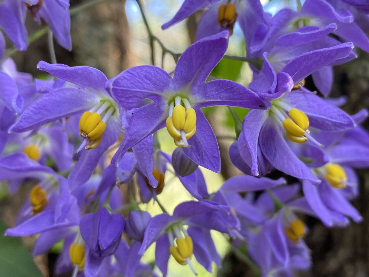 Hervé Sauquet 🌈 (@hsauquet_bgsyd) on Twitter photo NEW JOB ALERT: new Weed Botanist 3-year position at the new <a href="/BotanicSydney/">Botanic Gardens of Sydney</a> National Herbarium of NSW in Mt Annan, co-funded by @nswdpi! Another great opportunity to join a diverse, fun and vibrant team!
RT and share widely: iworkfor.nsw.gov.au/job/weed-botan… NEW JOB ALERT: new Weed Botanist 3-year position at the new <a href="/BotanicSydney/">Botanic Gardens of Sydney</a> National Herbarium of NSW in Mt Annan, co-funded by @nswdpi! Another great opportunity to join a diverse, fun and vibrant team!
RT and share widely: iworkfor.nsw.gov.au/job/weed-botan…