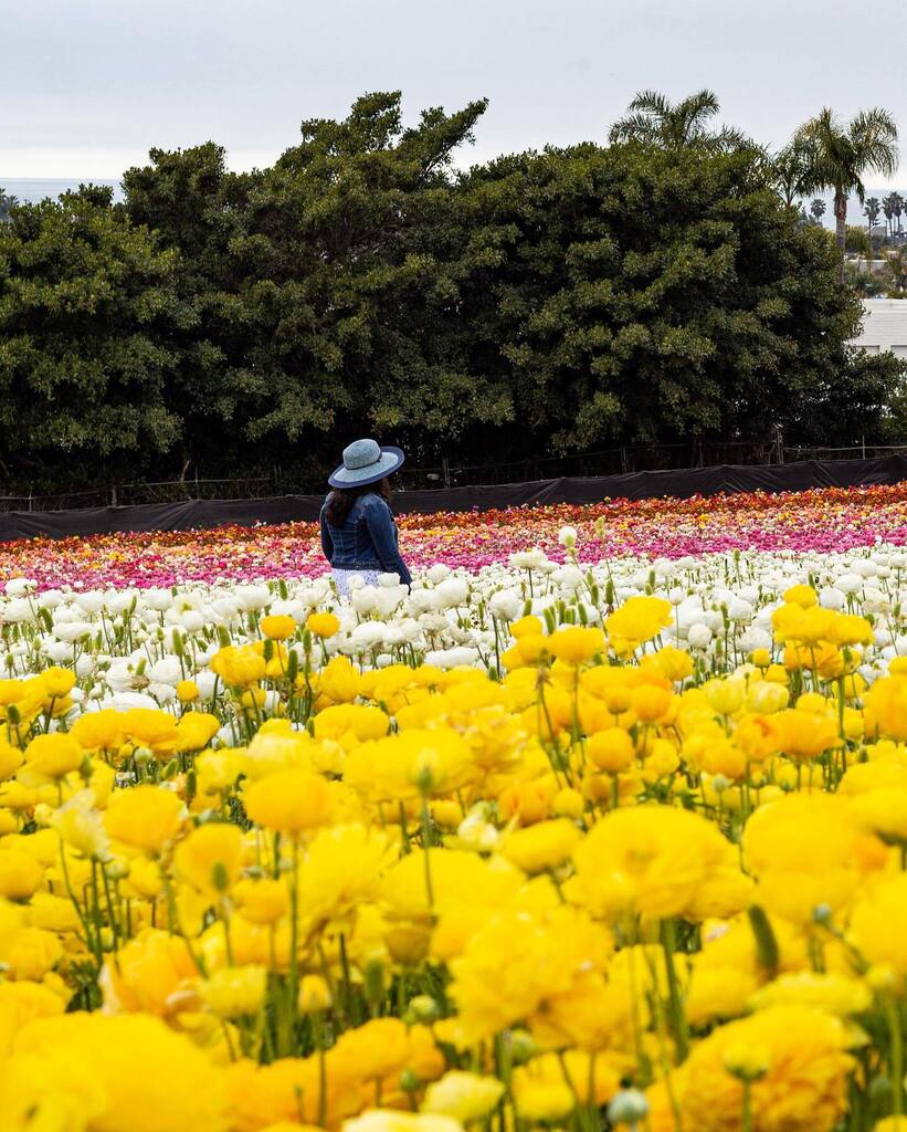 iSANsjourney's tweet photo. Which is your favorite? 

Happy colorful Friday 😄

#tgif #flowerfields #itscalifornia https://t.co/7oNjiMfVKS https://t.co/dDJwfqO0Bd