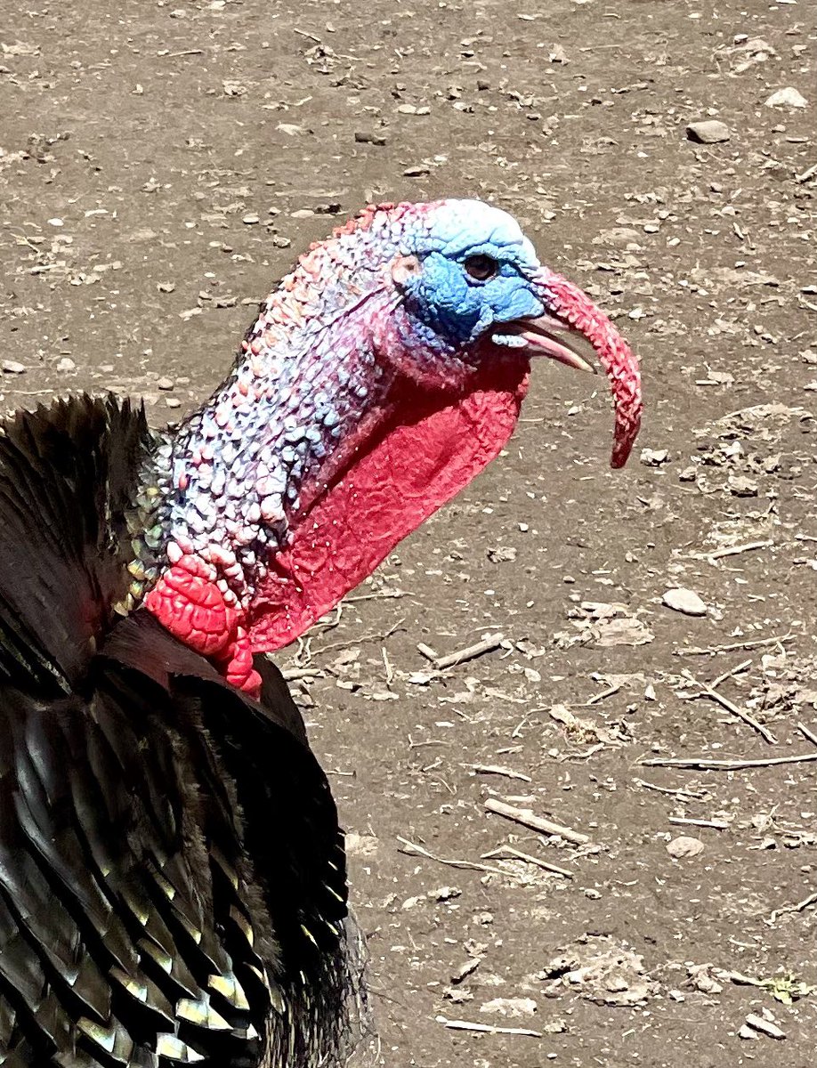 Aurelian Giles tweet media