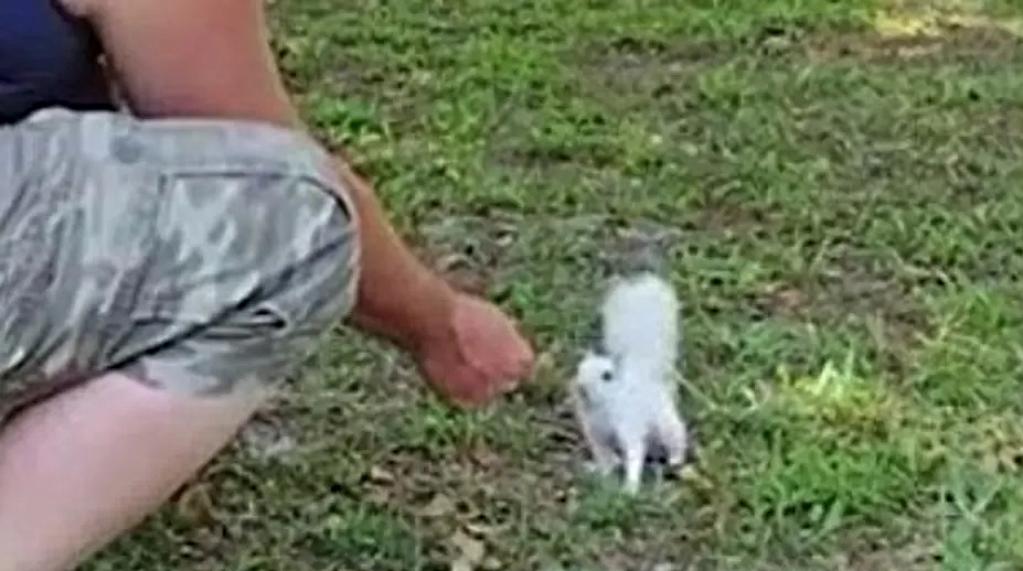 What causes a squirrel to be white? tinyurl.com/2p9yupup #squirrels #squirrelrefuge #squirrelrescue #whitesquirrel