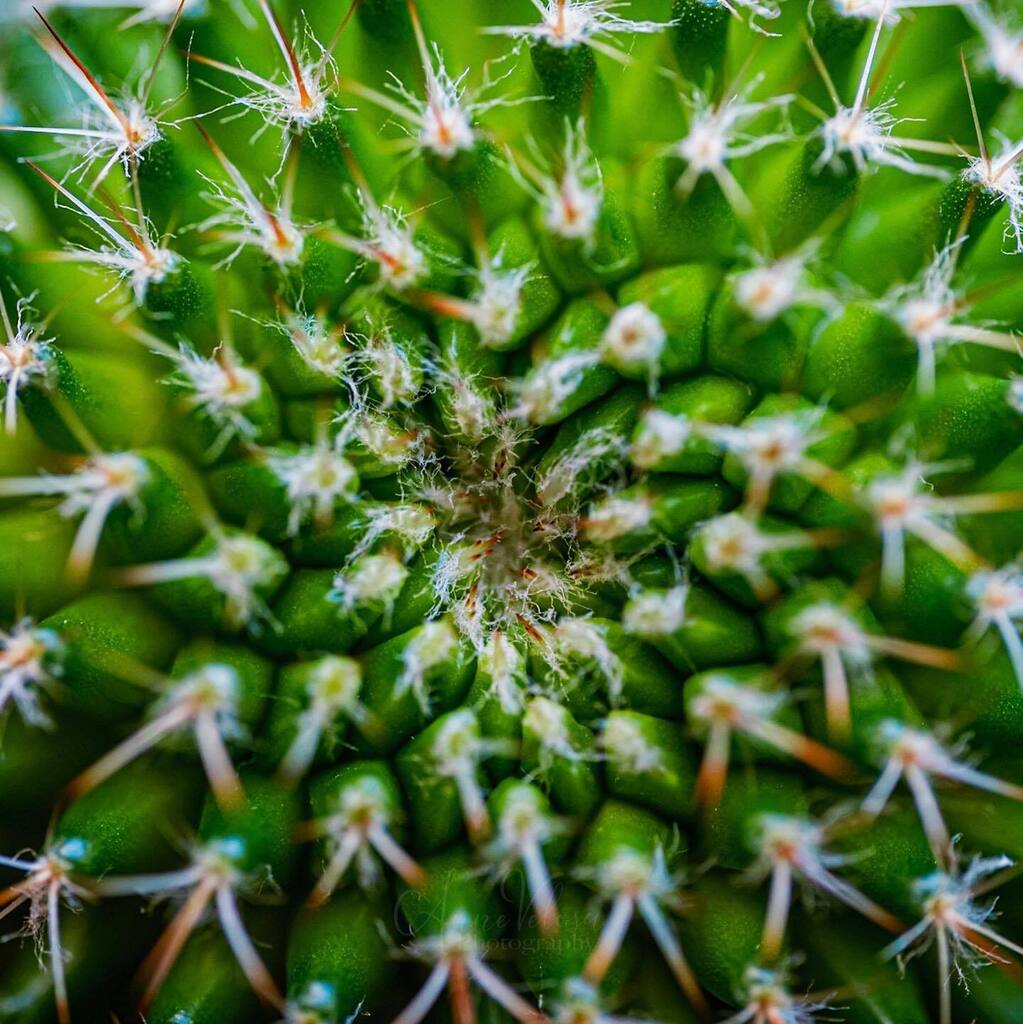 AnneVelosa's tweet photo. No blooms on this one, but keeping my fingers crossed.
.
.
.

#thankful 
#cactusofinstagram 
#cactus 
#plants #plantphoto #allkindsofplants  #all_beauty_flowers 
#flowersandmacro #macroandflower #macroandflora 
#macro #macrophotography #macro_captures_ #macroflowers
#mothern… https://t.co/5TkMKPy7F2