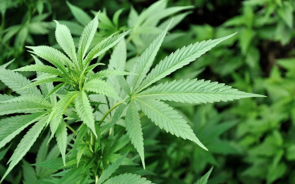 Cannabis helps reduce cancer cells, Athens University research finds dlvr.it/Snw38X