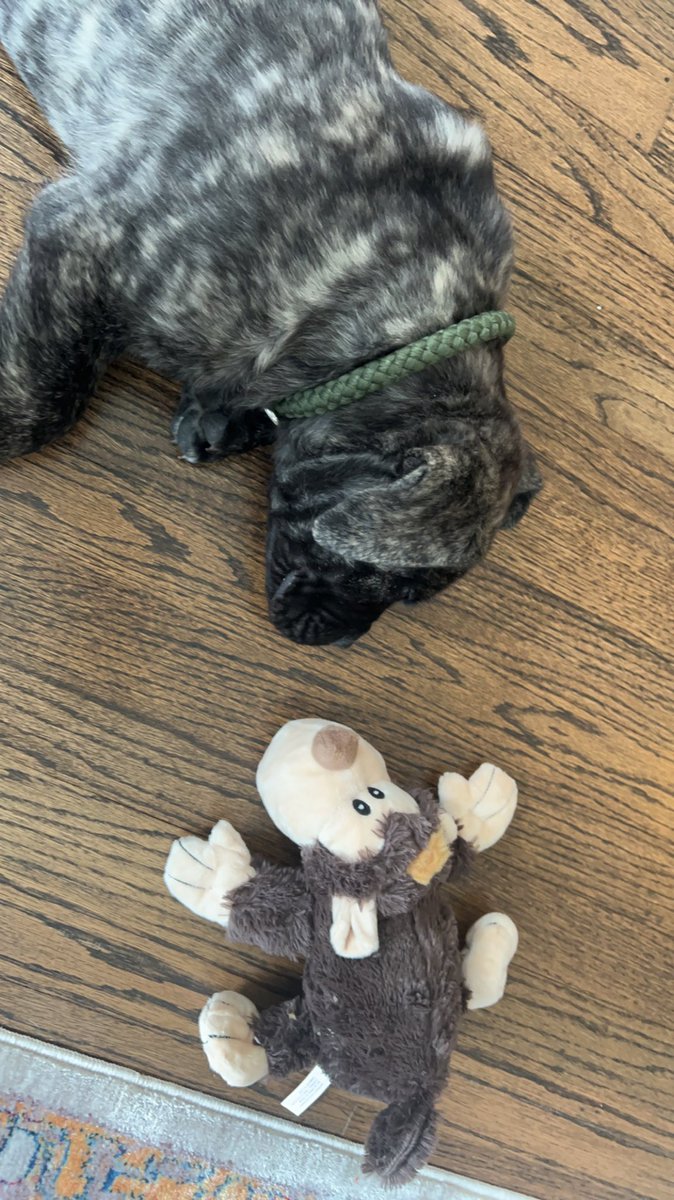 Nap time is one of my favorite times 

#boerboelLife #LandSharkPhase #NapsOnNaps #Cheech #Kong #MaeBoerboel #SouthAfricanBoerboel #CheechandChong #CheechAndKong