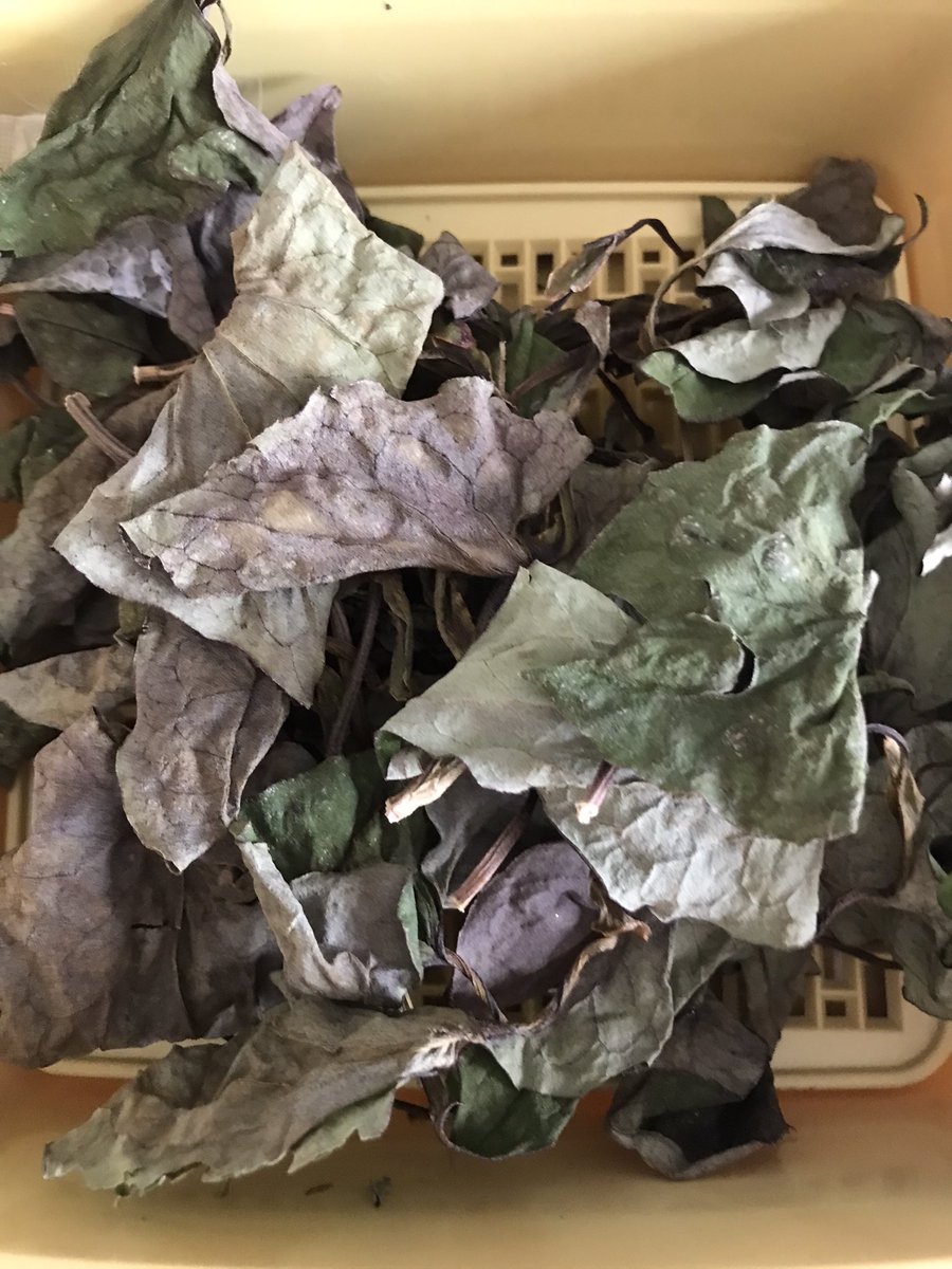 baobab0821's tweet photo. 先日干したドクダミ草カラカラになったので、お茶パックに入れて、お茶🍵として頂いてます💓
コレコレ‼️ドクダミ茶の風味と味🌟当然特有の癖はありますが、我が家の���に自生していたドクダミ草が、家族や友達の身体の助けとなってくれるかと思うと、何だか愛おしく美味しく頂けます🥰 https://t.co/29ejR8CLl3