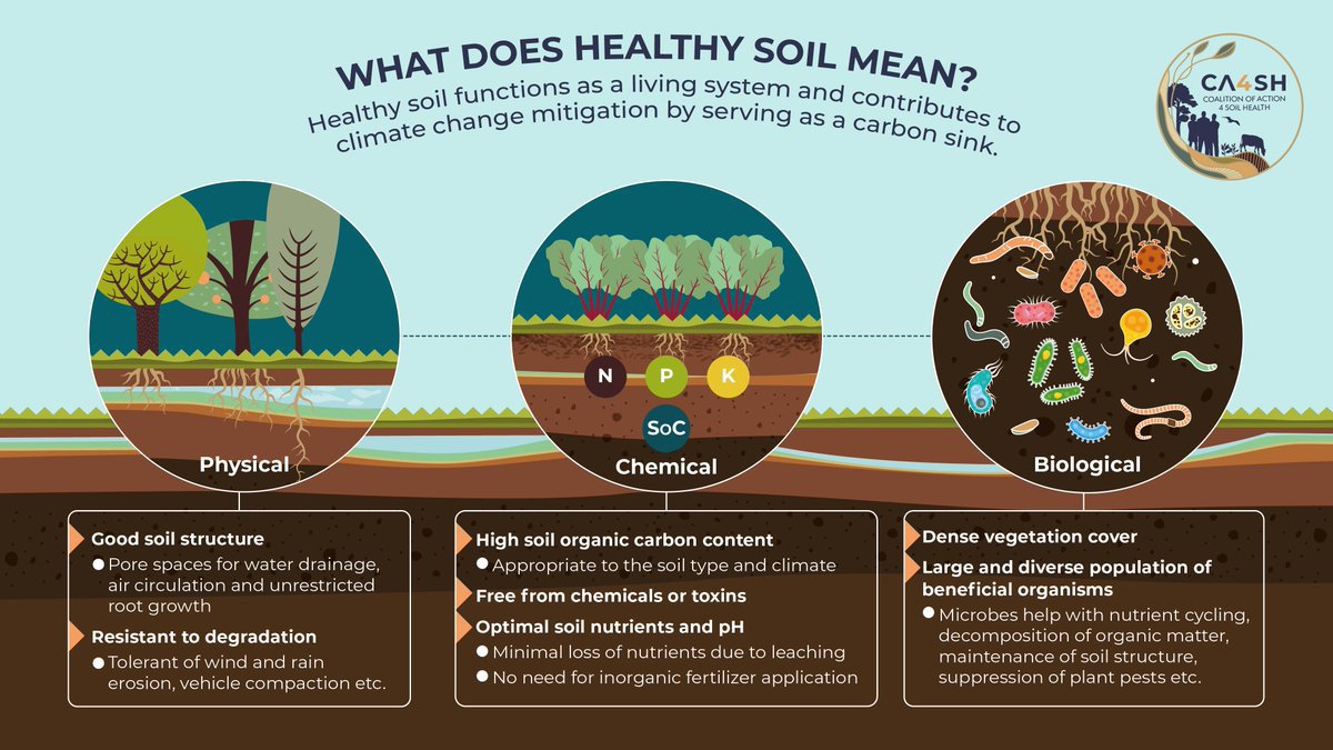 What does healthy #soil mean? 🌱

✔️Good soil structure
✔️Resistant to degradation 
✔️Free from chemicals and toxins
✔️High soil organic carbon content 
✔️Diverse beneficial organisms

📑 Check out these resources to learn more: bit.ly/41EQIO8

@ca4sh_global #SaveSoil
