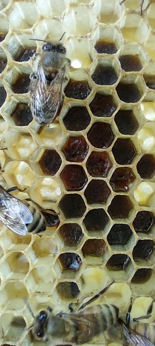 ajaz shaikh اعجاز شیخ tweet media