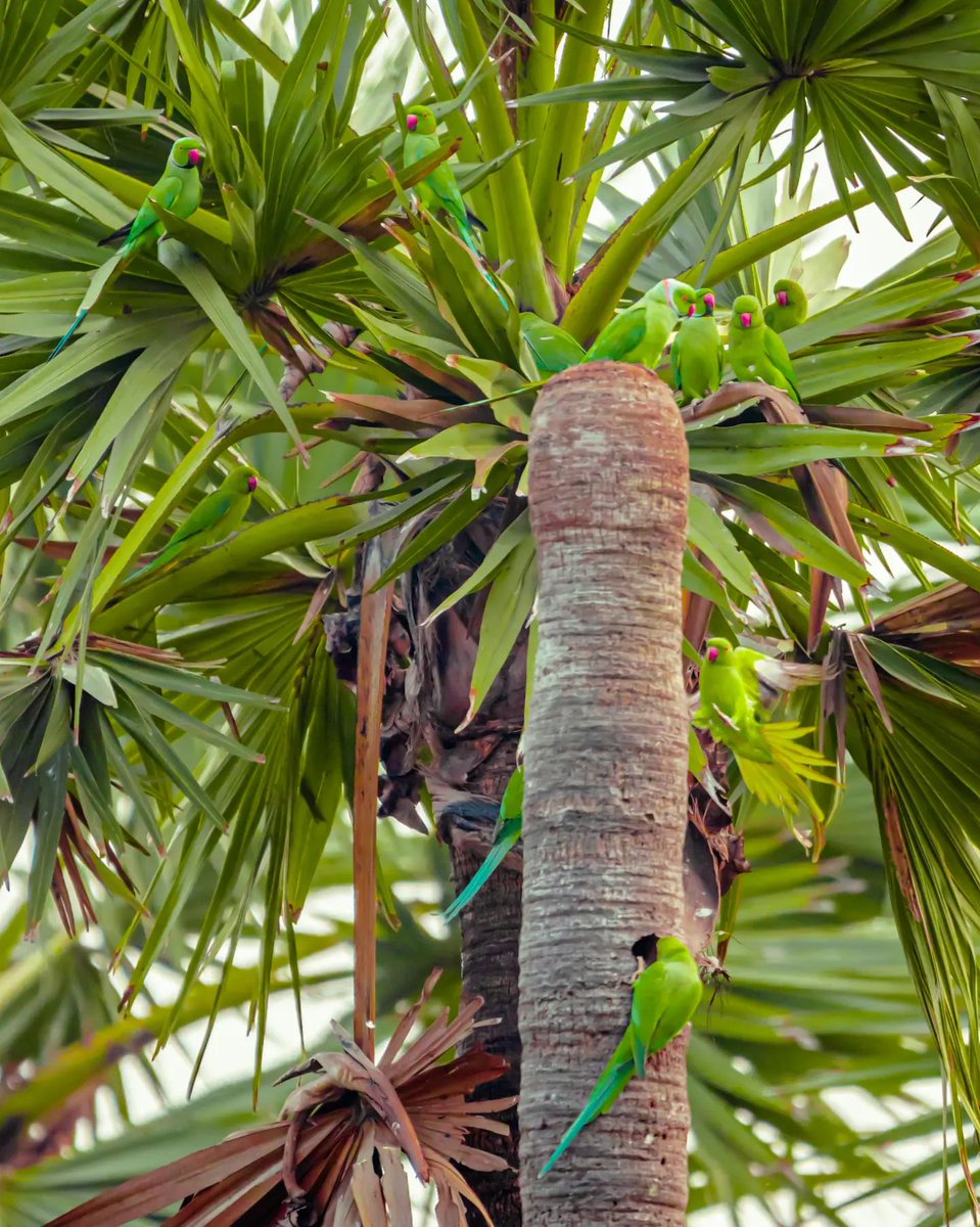 Praveen_nature's tweet photo. #Parrot #Partotslife #Parrotlovers #Parrotsphotography #Birds #Birdsphotography #Statebird #Andrapradesh #Roseringedparakeet #Konaseema #Bhimavaram #Amalapuram #Palakollu #Rajamundry #Vizag #Eastgodavari #Razole #Tenali #Vijayawada #Guntur #Nelllore #Kadapa #Nandyal #Kurnool https://t.co/mxQg21N86s