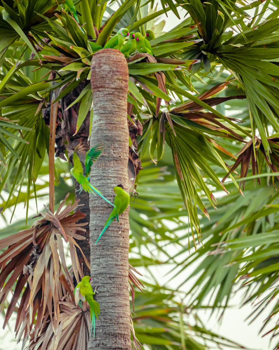 Praveen_nature's tweet photo. #Parrot #Partotslife #Parrotlovers #Parrotsphotography #Birds #Birdsphotography #Statebird #Andrapradesh #Roseringedparakeet #Konaseema #Bhimavaram #Amalapuram #Palakollu #Rajamundry #Vizag #Eastgodavari #Razole #Tenali #Vijayawada #Guntur #Nelllore #Kadapa #Nandyal #Kurnool https://t.co/mxQg21N86s