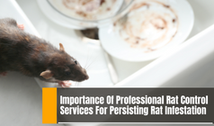 Sellasmith1's tweet image. Why Should #RatControl Specialists Be Immediately Hired To Deal With Rat Infestation?

Learn valuable insight on effective rat control methods, the importance of professional intervention to tackle #ratinfestations.
bit.ly/3nR13HF

#Ratpestcontrol #Pestcontrol
#australia
