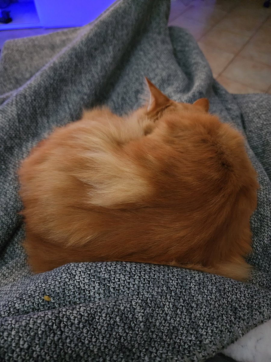 When you have work to do but really don't  want to disturb the sleeping cat 😭 #writerlife #amwriting