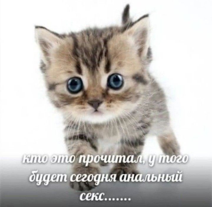 MutherMurder's tweet photo. келус часто кидает дань хэну мемы, которые находит хоть малость забавными, поэтому их переписка выглядит как склад картинок. дань хэн их смотрит, но никогда не комментирует.
однажды келус присылает это и впервые получает ответ - лайк на сообщение. а потом приглашение в архив. https://t.co/UppE5uClp1