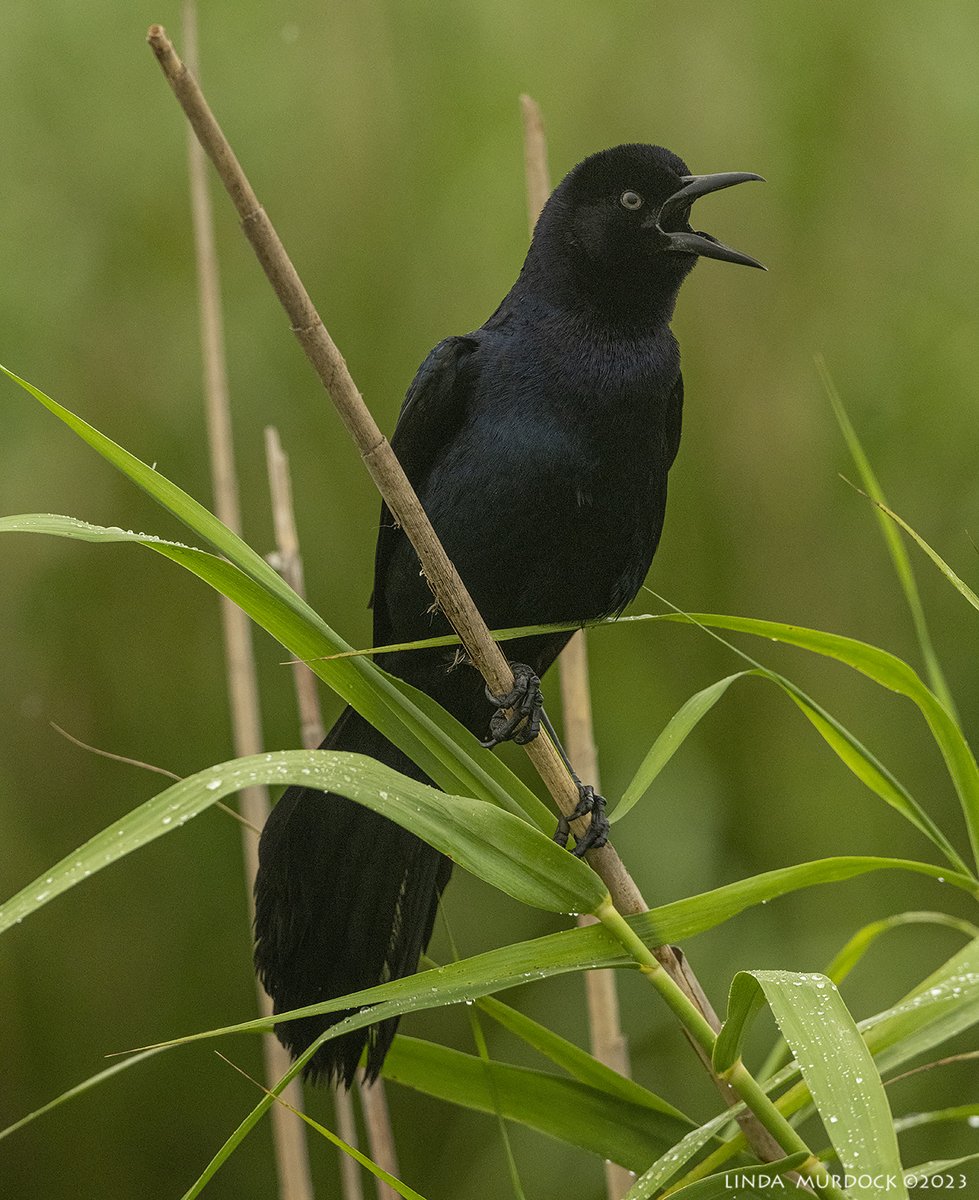 Great-tailed Grackle making a LOT of noise. #TwitterNaturePhotography #TwitterNatureCommunity #AnahuacNationalWildlifeRefuge