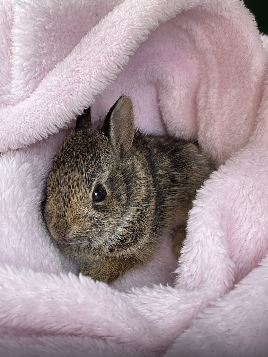 charmedComm's tweet image. Someone let this BunBun at the clinic. She was found in the middle of a busy parking. She has paralyzed back legs but still want to live
I am who i am,  so i tried really hard to save her. I did my best, i swear but i failed.  My sorry little Bunbun.  🥺😭