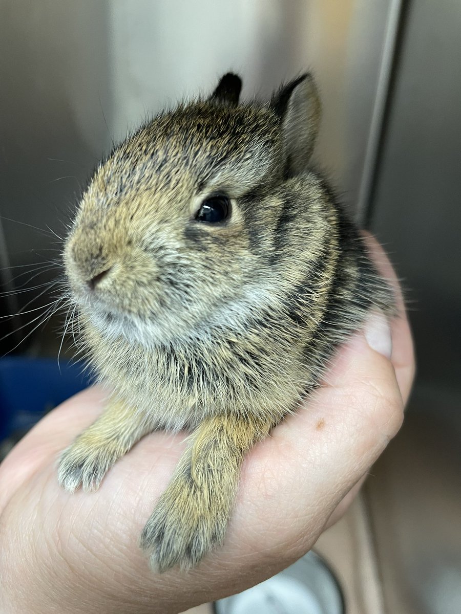 charmedComm's tweet image. Someone let this BunBun at the clinic. She was found in the middle of a busy parking. She has paralyzed back legs but still want to live
I am who i am,  so i tried really hard to save her. I did my best, i swear but i failed.  My sorry little Bunbun.  🥺😭