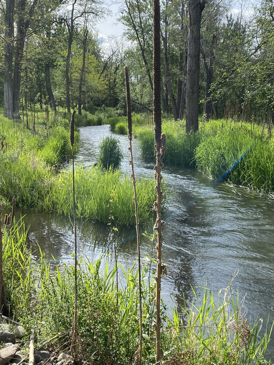 gothbergfarms's tweet photo. @ThanksCancer My backyard creek. https://t.co/xx3NPAY7MS