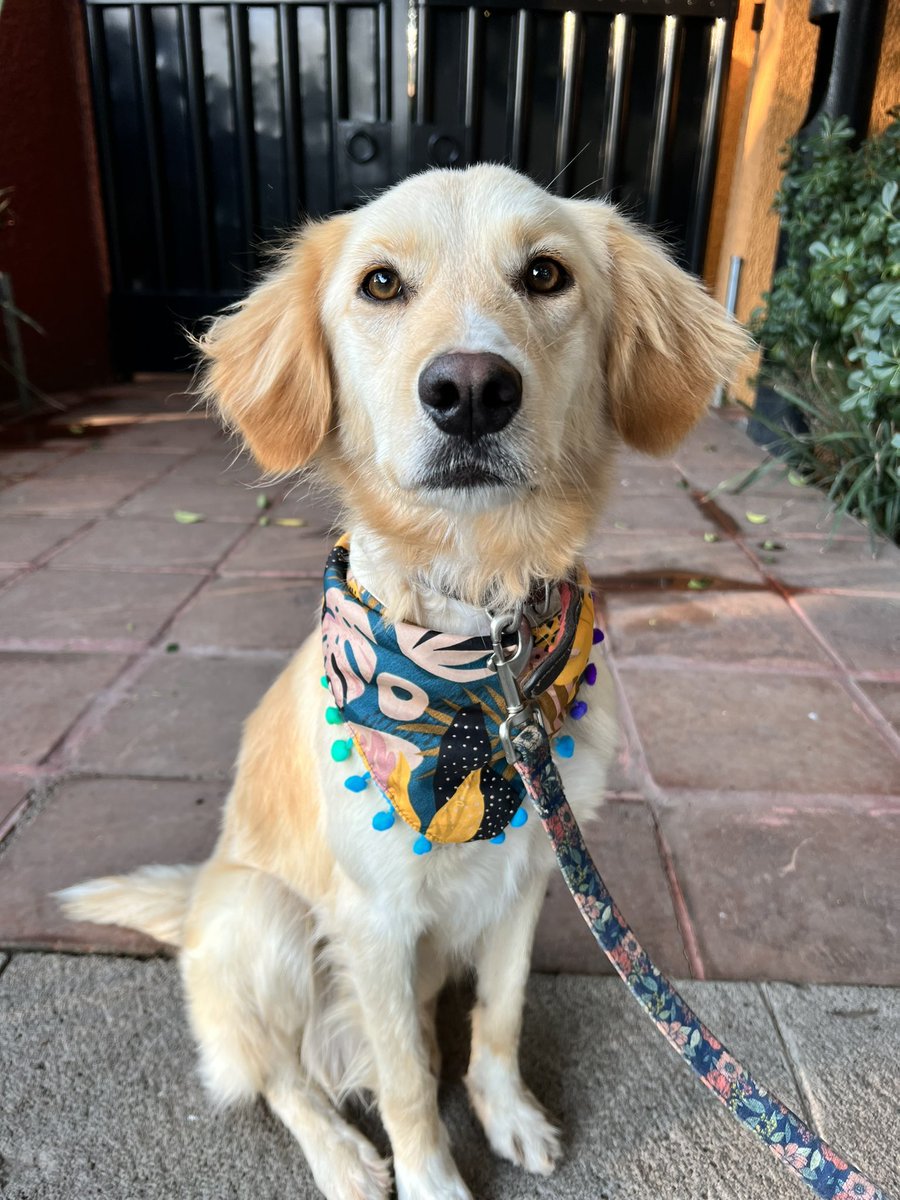 mx_adopta's tweet photo. Coco es una hermosa perrita como. De Golden, ella fue abandonada en un parque 💔 es una perrita de un año aprox. Es súper linda y mega cariñosa !!! Convive con todos súper y le encanta jugar
Tiene todo su protocolo de salud 🥰
Es talla mediana/ como labrador. 
Info: 55 4850 0727 https://t.co/t7SspBA2L7