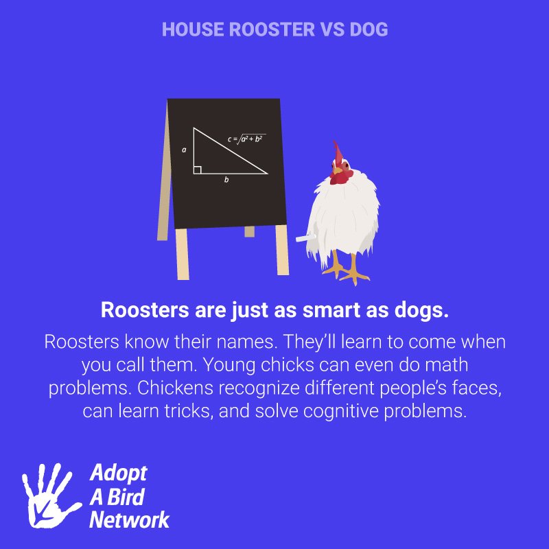 _adoptabird's tweet photo. #houserooster #rooster #DogsofTwittter #chickensoftwitter #chickens https://t.co/6uLxmxj3vg