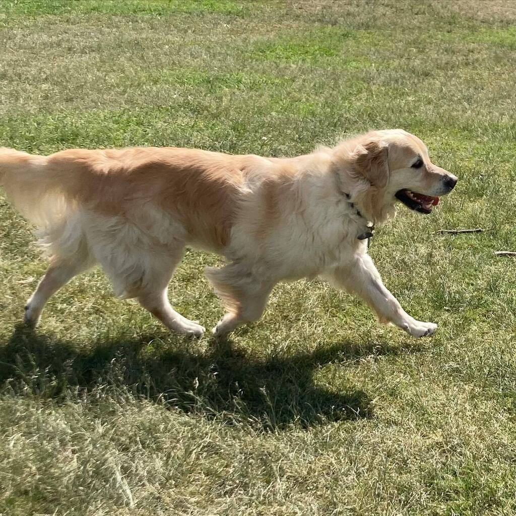 kassiespets's tweet photo. 💛🐾 https://t.co/YL2PWgVSXj