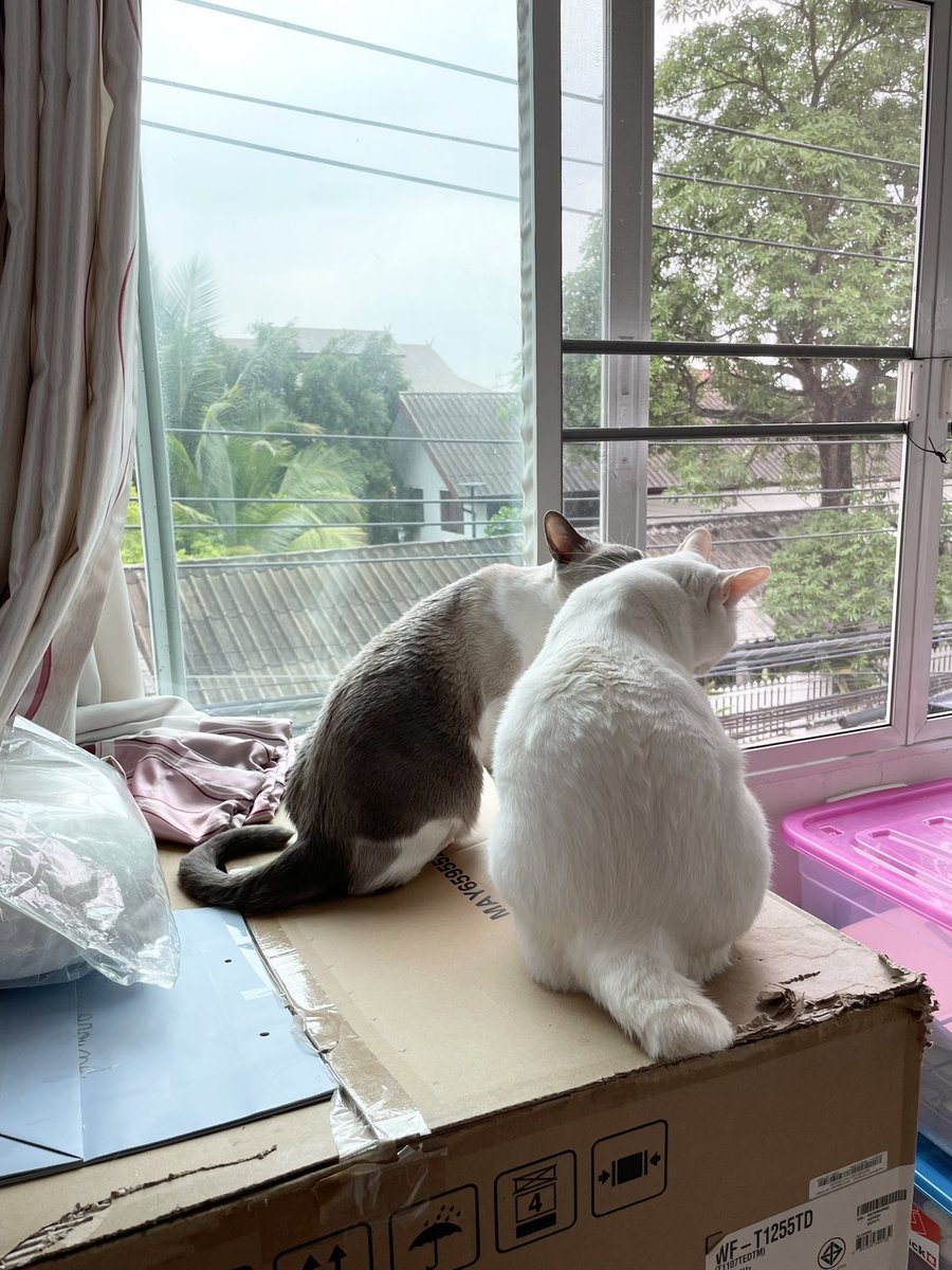 Rainy day .. 🌧️🌧️