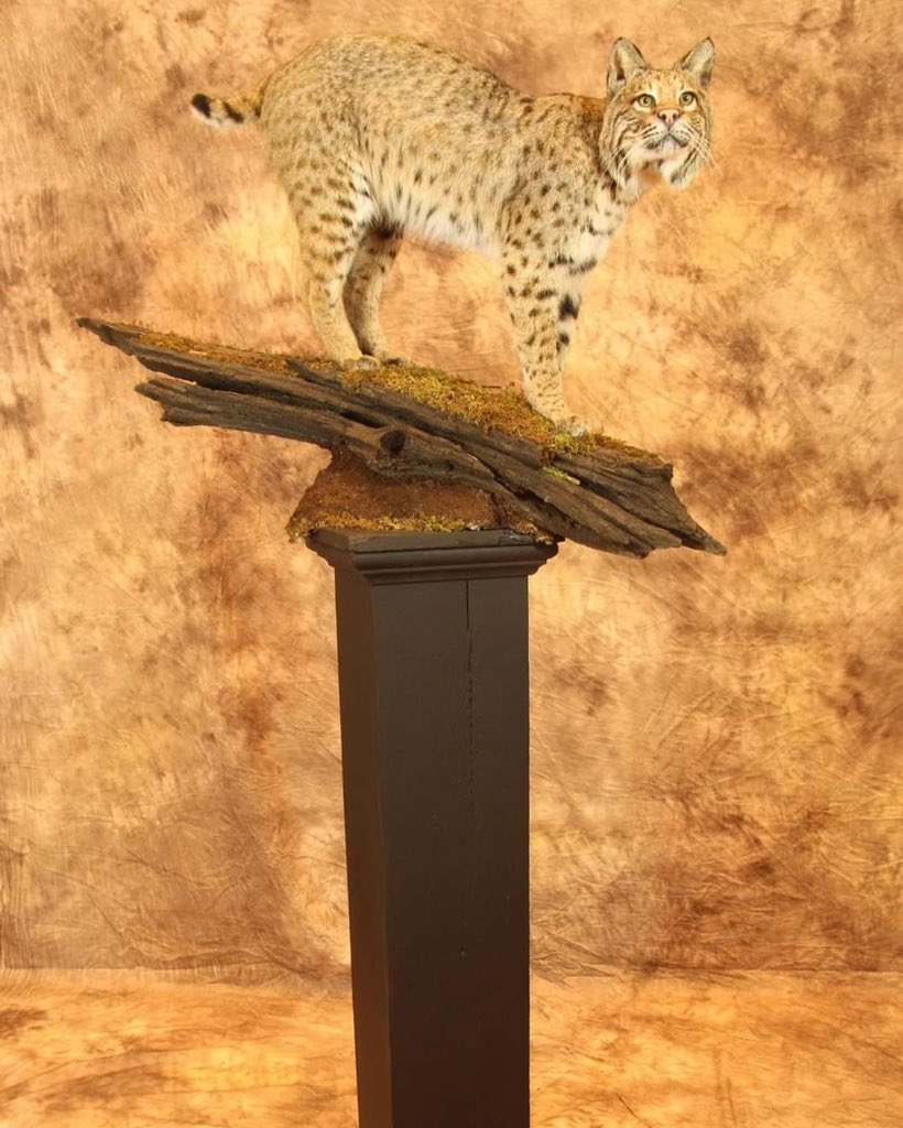 Trips4Trade tweet media