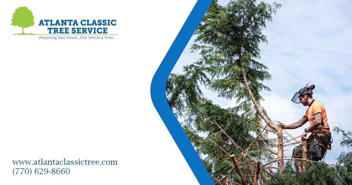 Are you worried about the safety of your trees?  Atlanta Classic Tree Service can help. 

#cabling #bracing #treework #treeservice #arborist #atlanta

Call us at (770)-629-8660 to book an appointment! 
bit.ly/3goZdGc