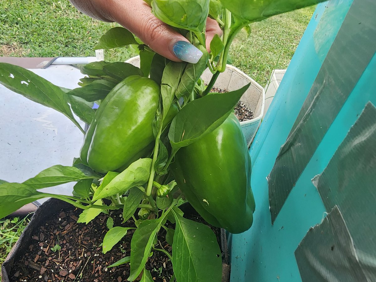 Its_Kazmania's tweet photo. garden! Look at the baby watermelon! https://t.co/wCZIHrfWWx