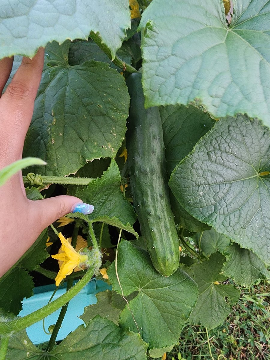 Its_Kazmania's tweet photo. garden! Look at the baby watermelon! https://t.co/wCZIHrfWWx